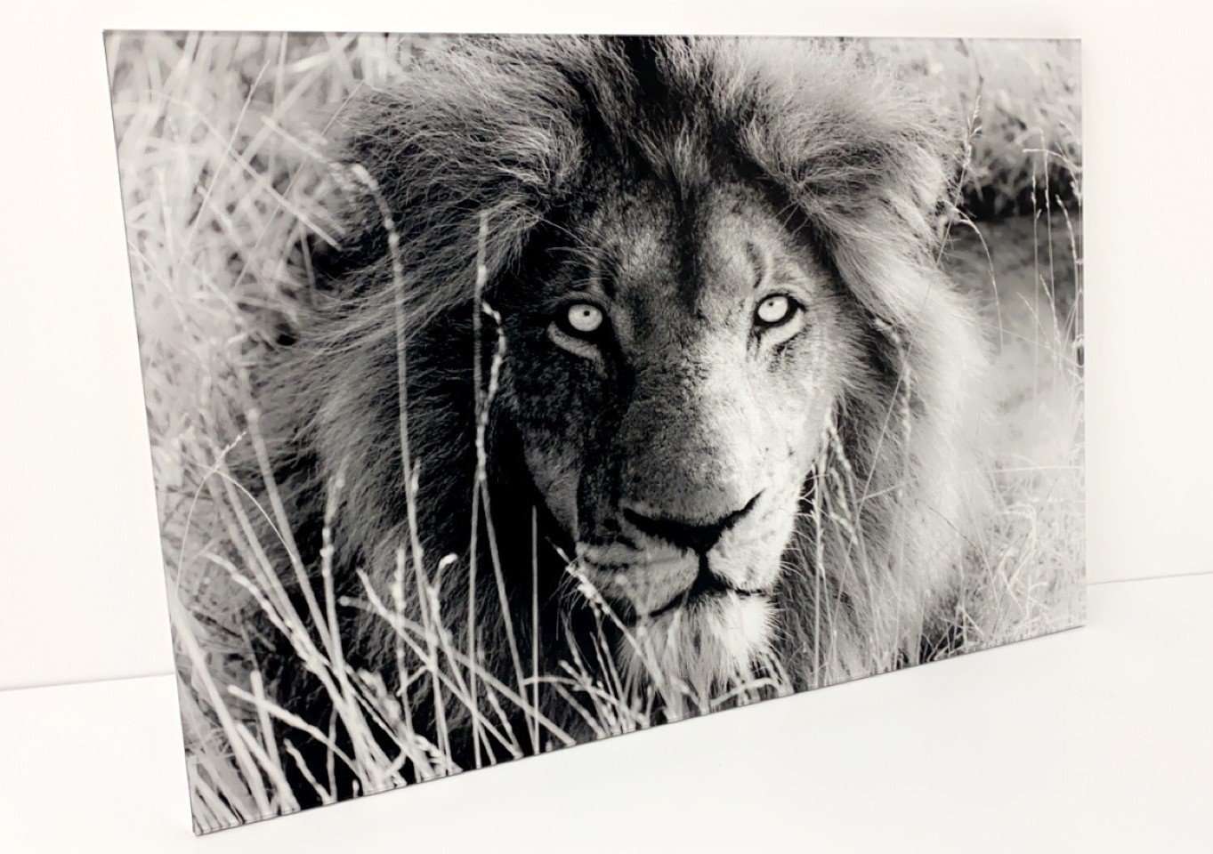Non-reflective Acrylic Lion
